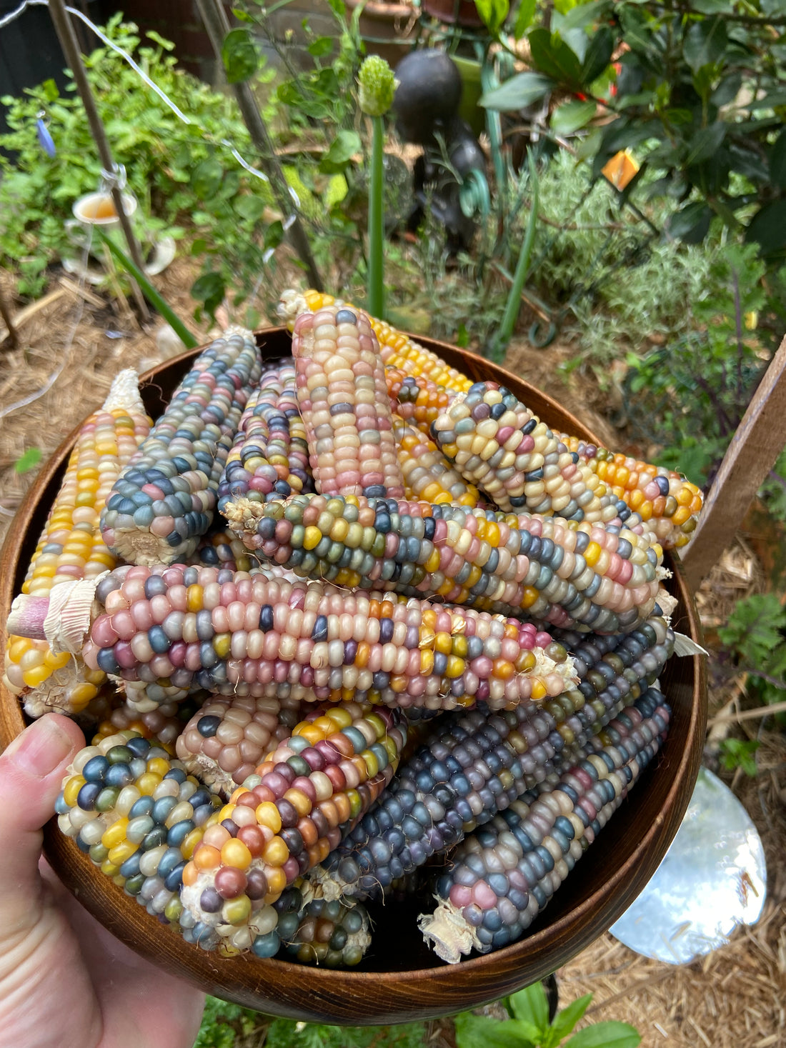 Rainbow Glass Gem Corn