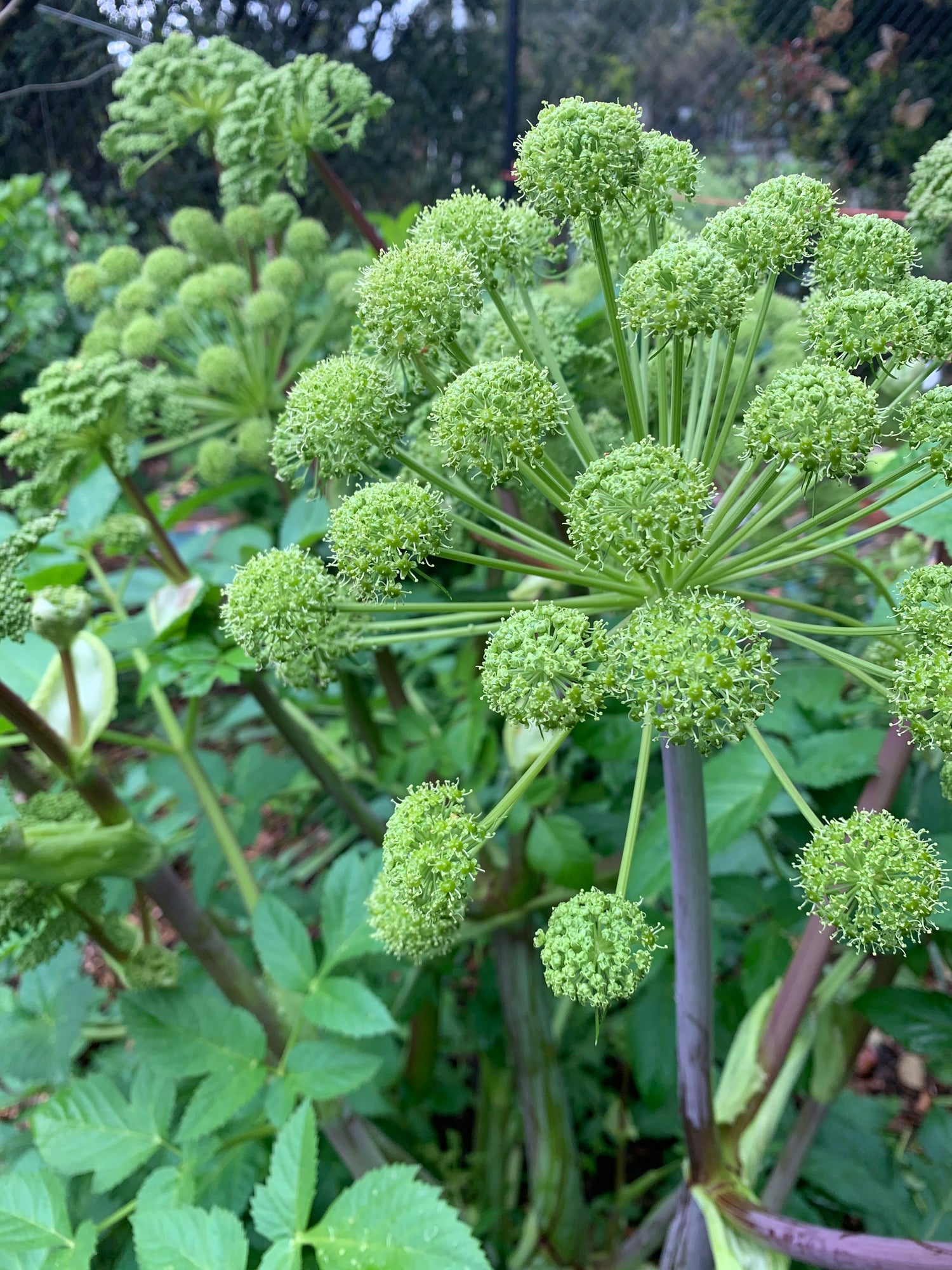 Herb Seeds