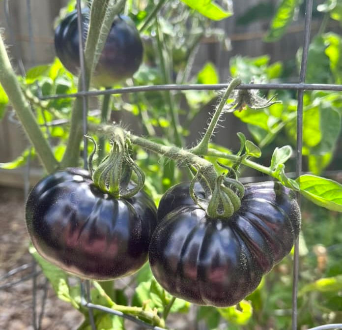 Tomato - Black Beauty