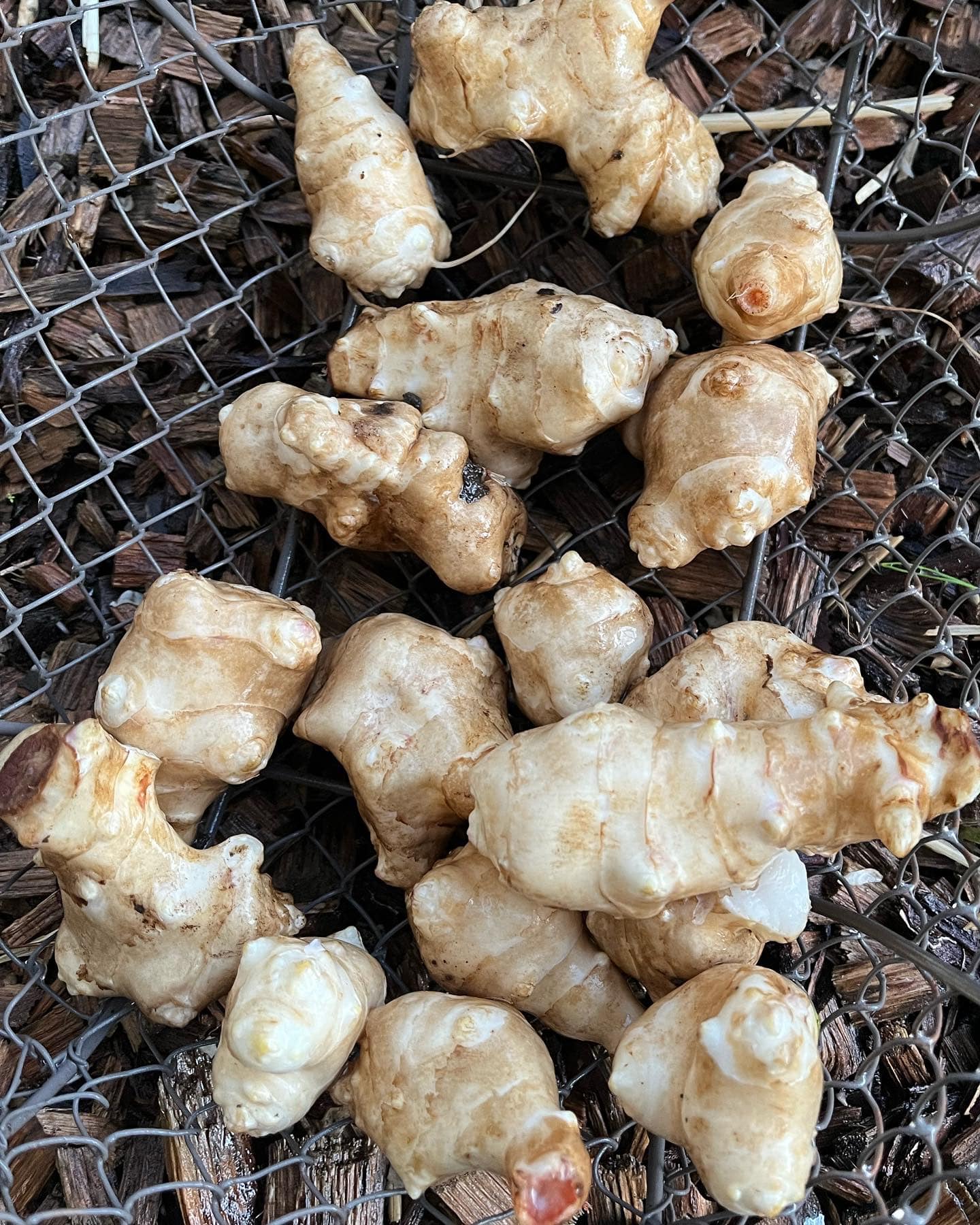 Jerusalem Artichokes