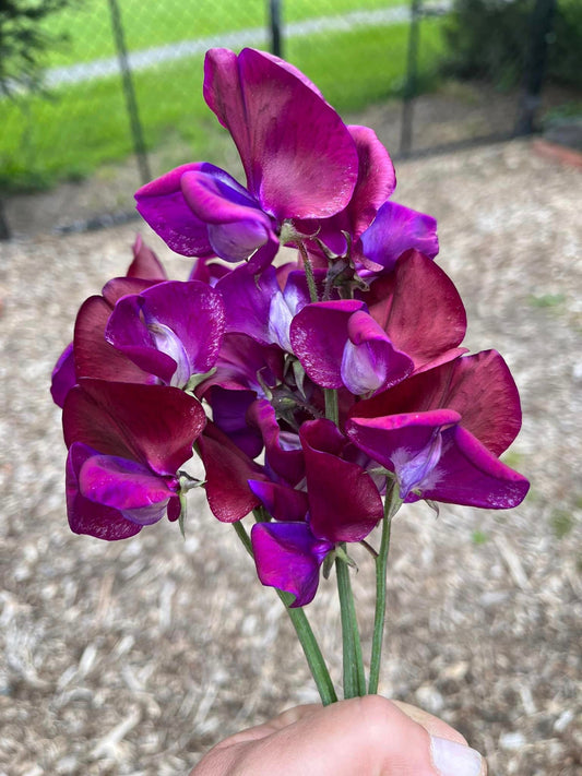 Sweet Peas - Zinfandel