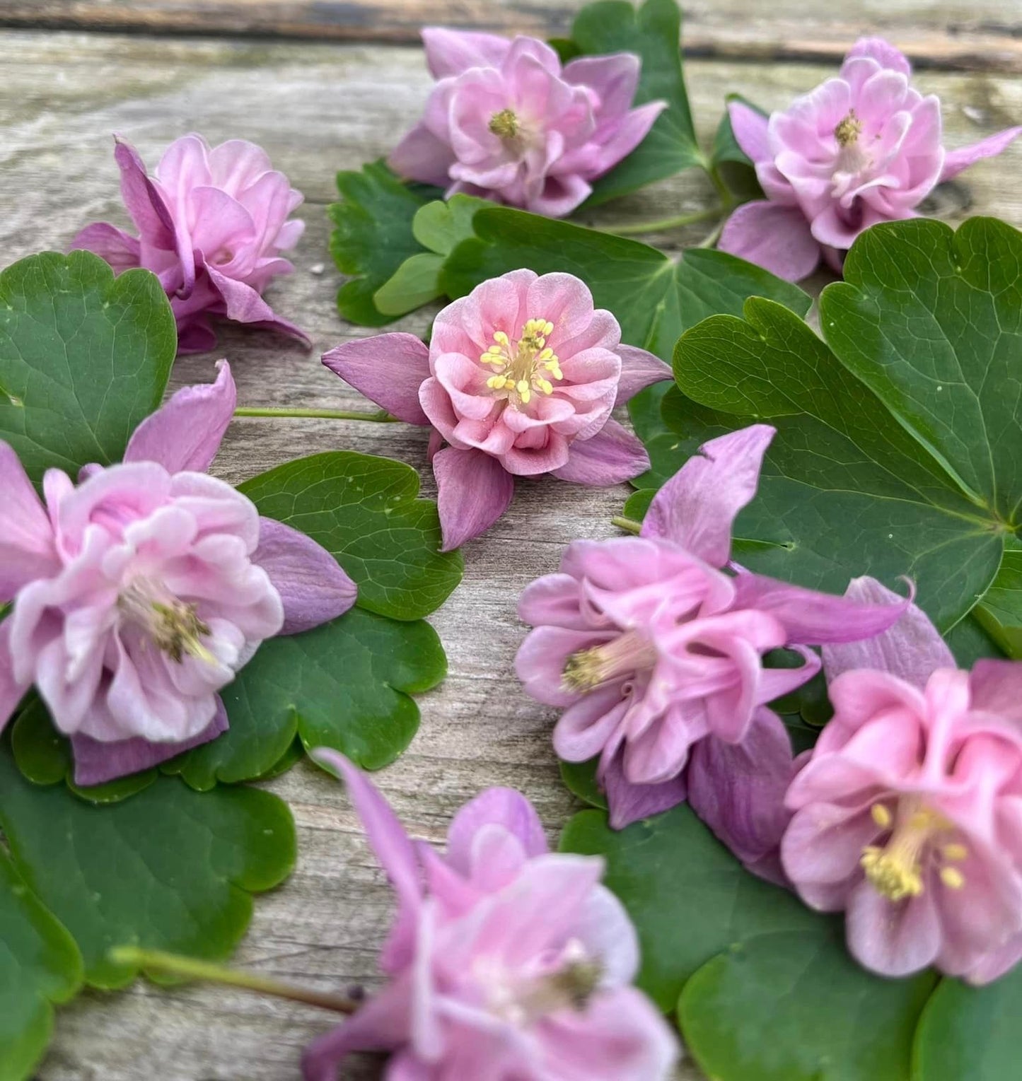 Aquilegias - Dusky Pink