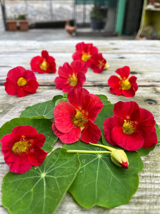 Nasturtium- Cherry Rose