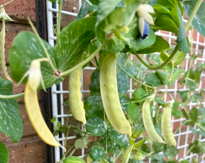 Peas - Golden Podded