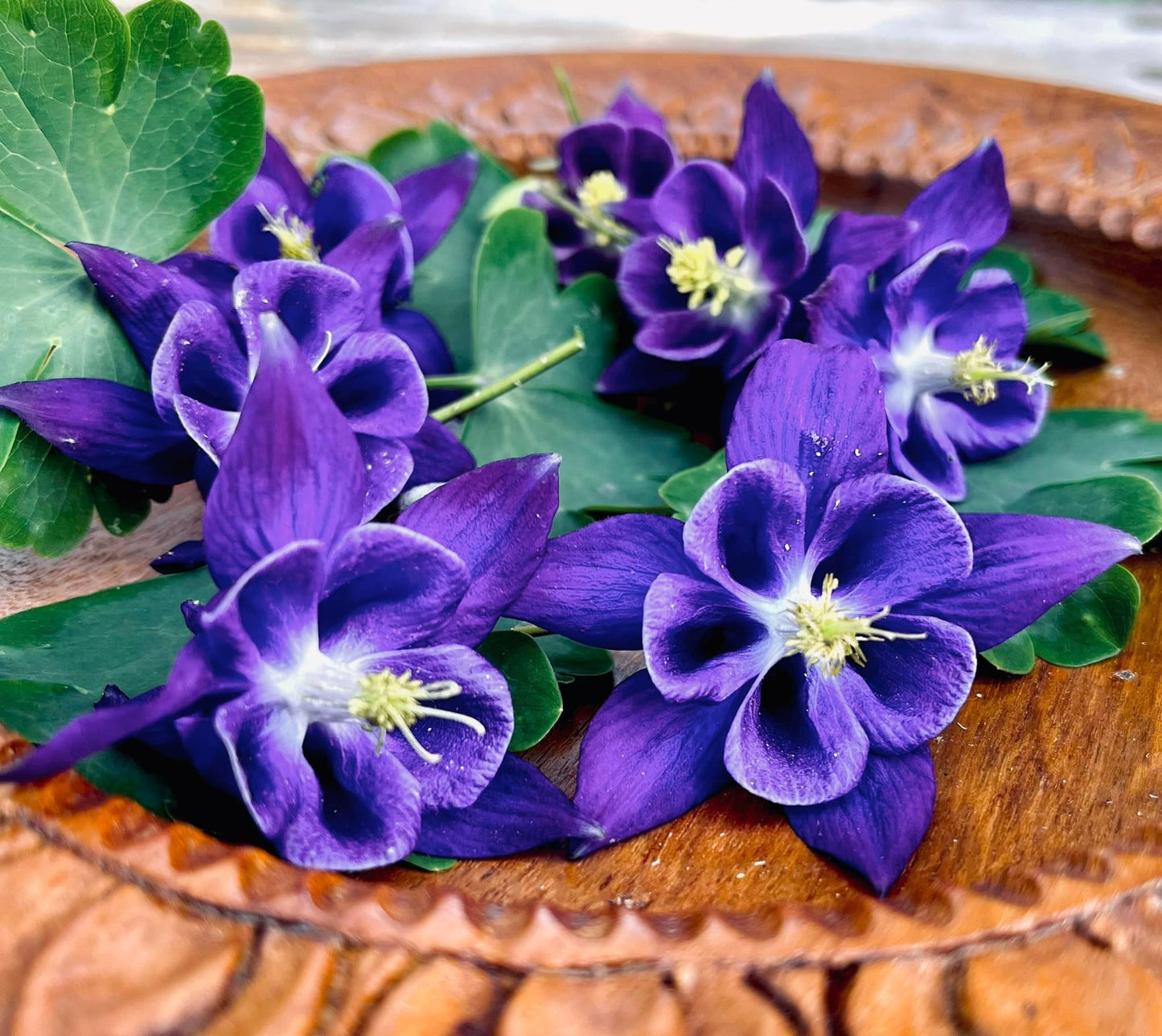 Aquilegia’s - Violet Purple