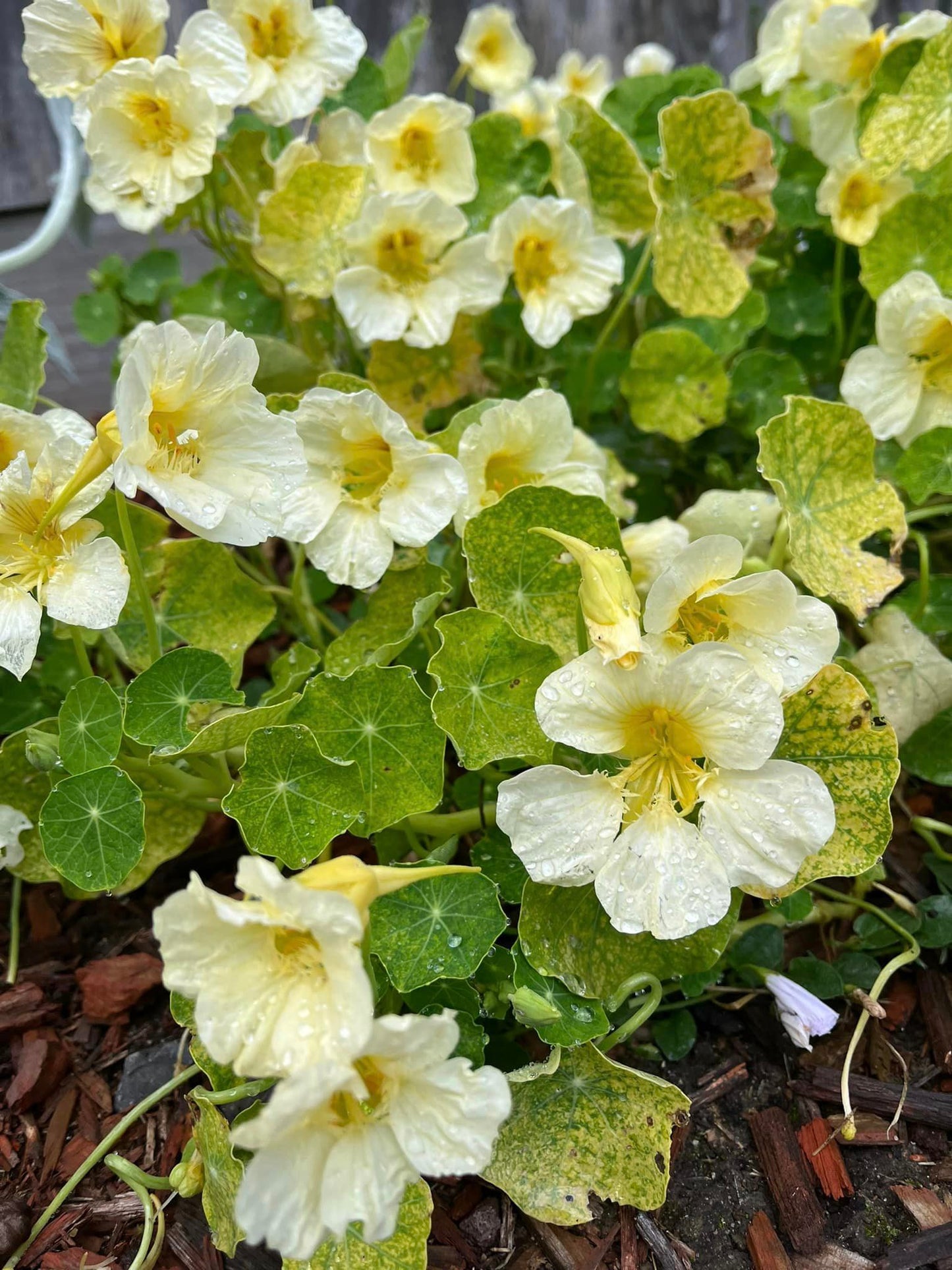 Nasturtiums - Milkmaid