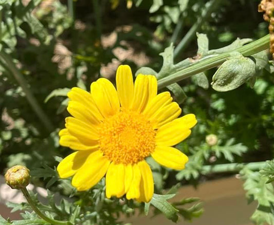 Edible Chrysanthemum