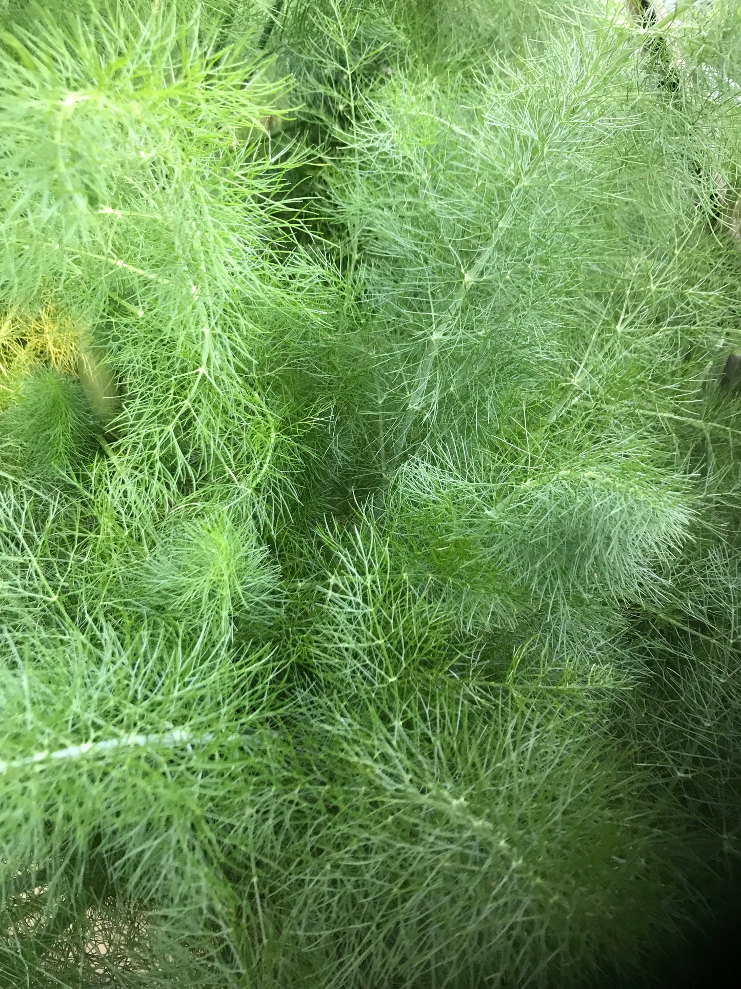 Fennel- Florence Fennel