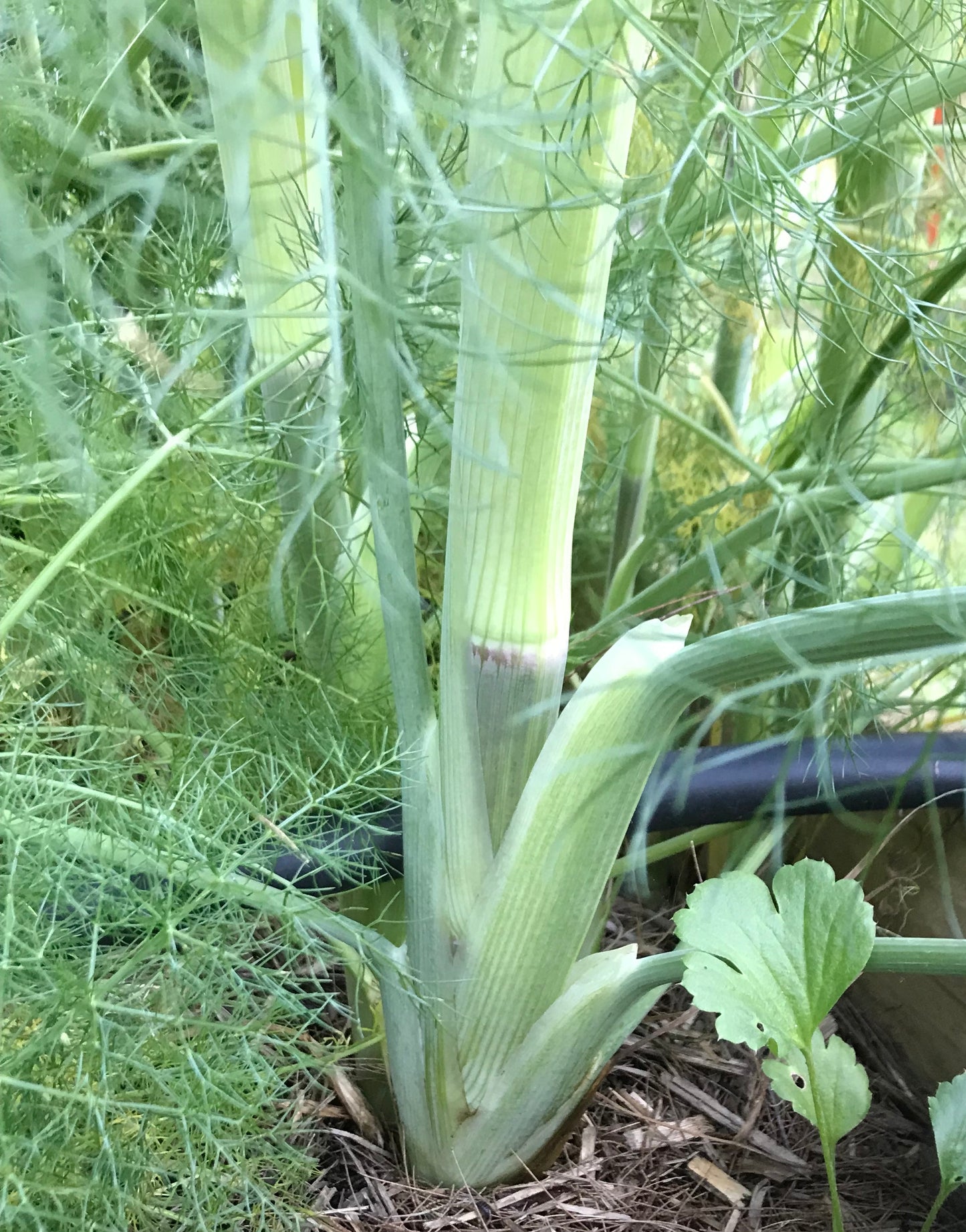 Fennel- Florence Fennel