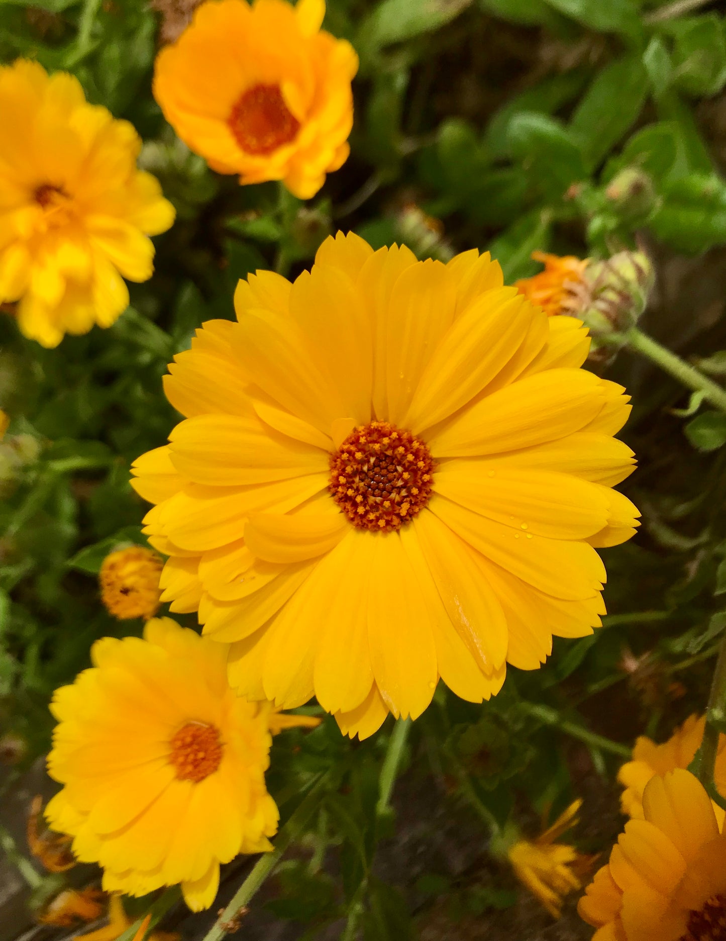 Calendula officinalis