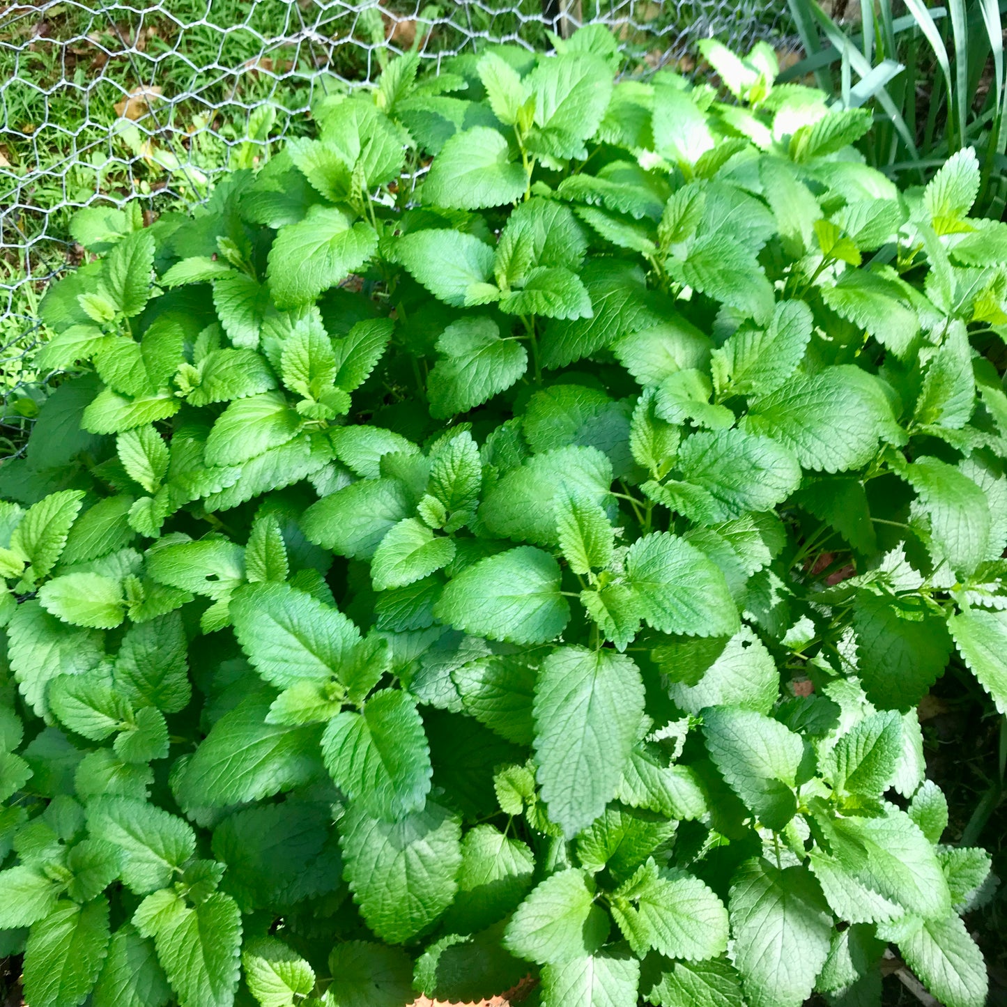 Lemon Balm