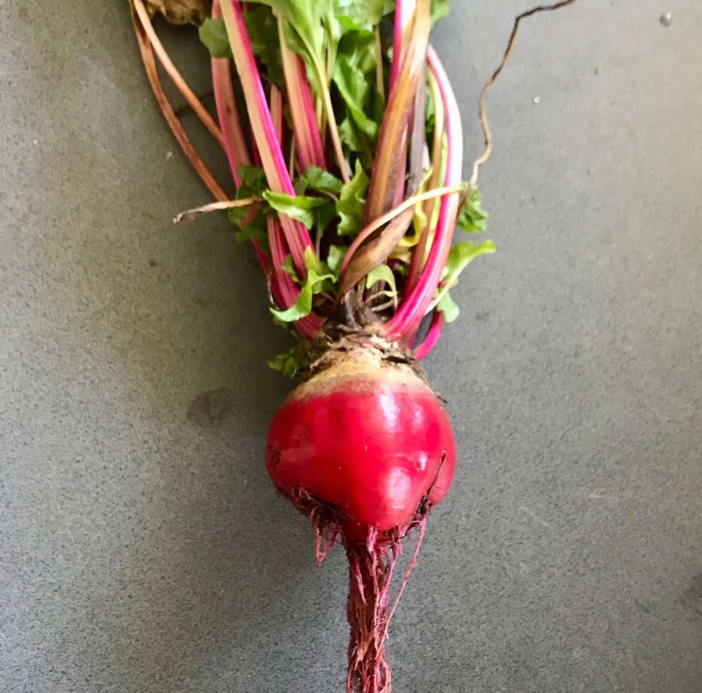 Beetroot - Chioggia