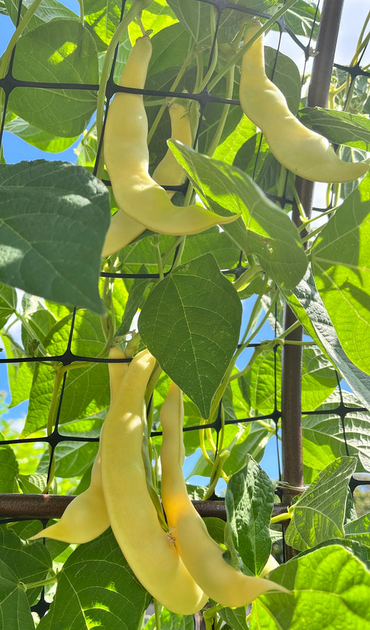 Climbing Beans - Golden Romano