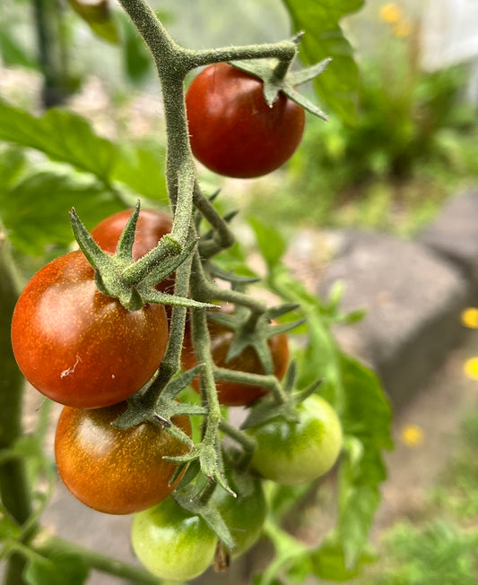 Tomato - Brown Cherry