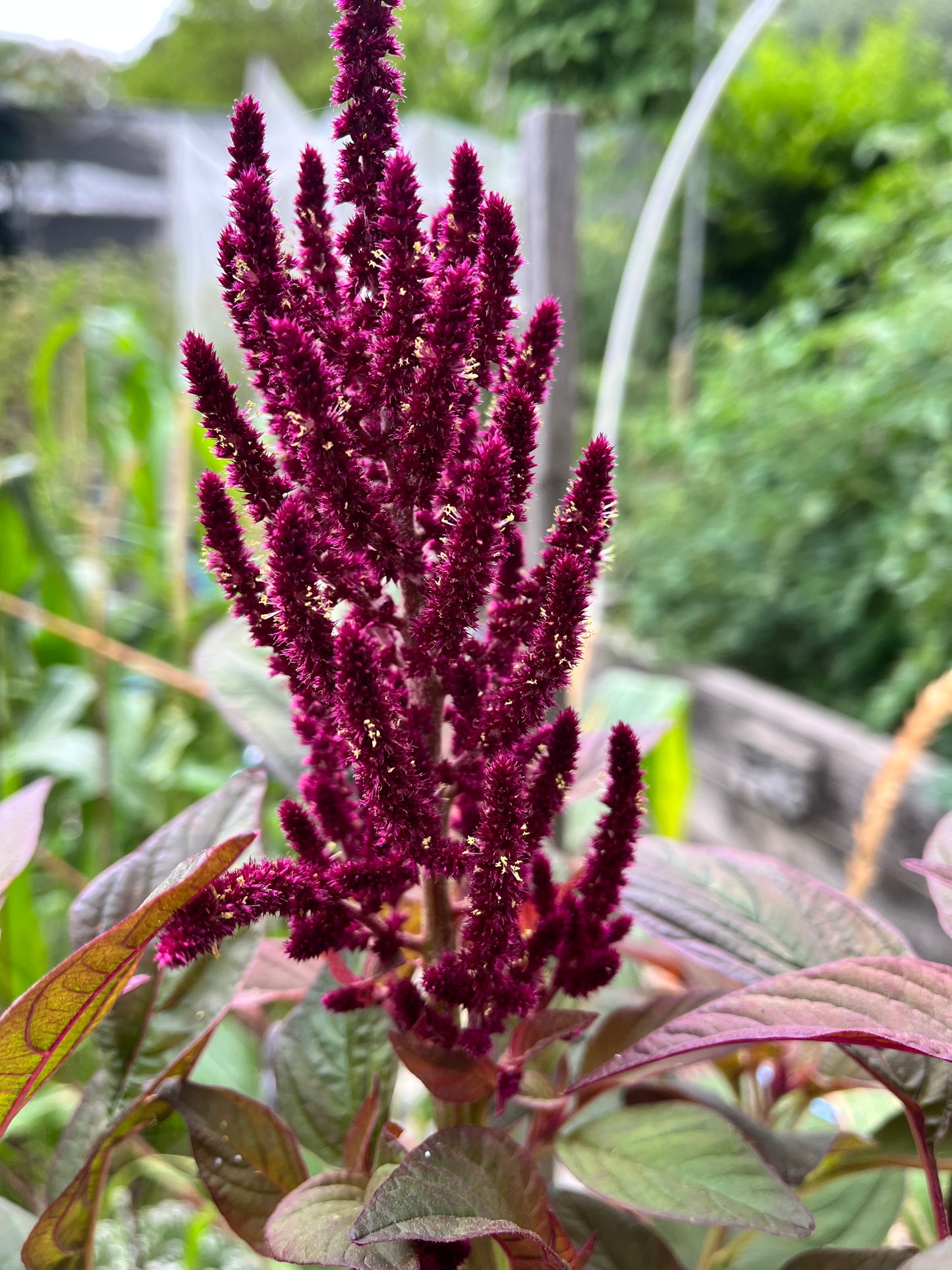 Red Amaranth