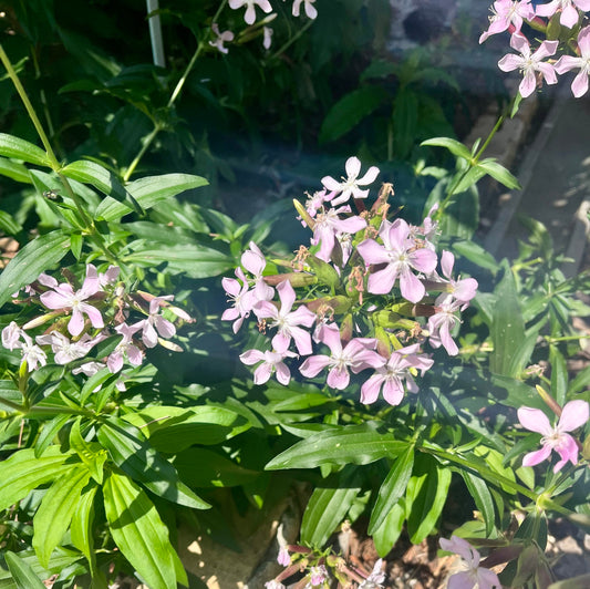 Soapwort