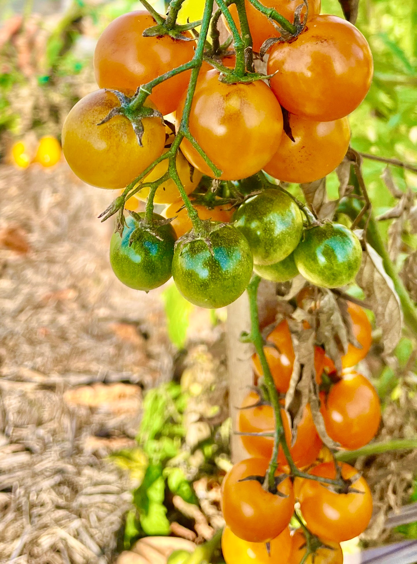 Tomato - Honey Bee