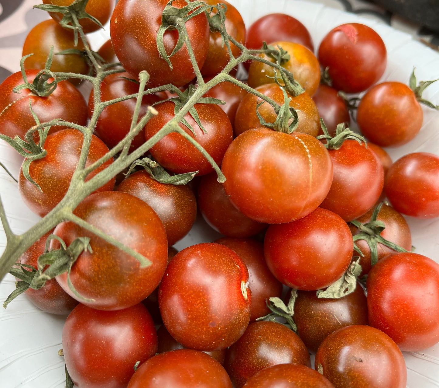 Tomato - Brown Cherry