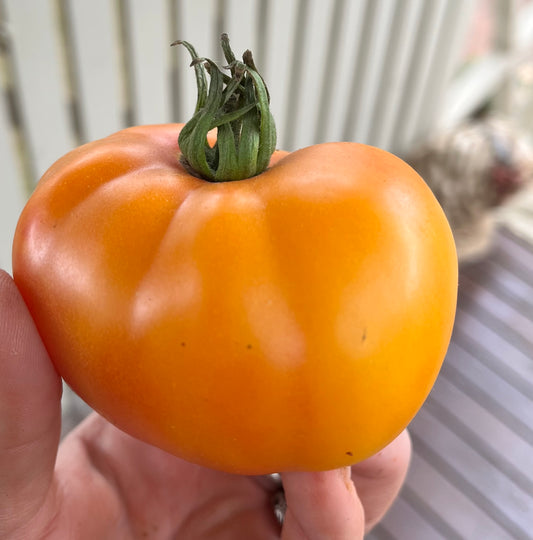 Tomato - Big Rainbow