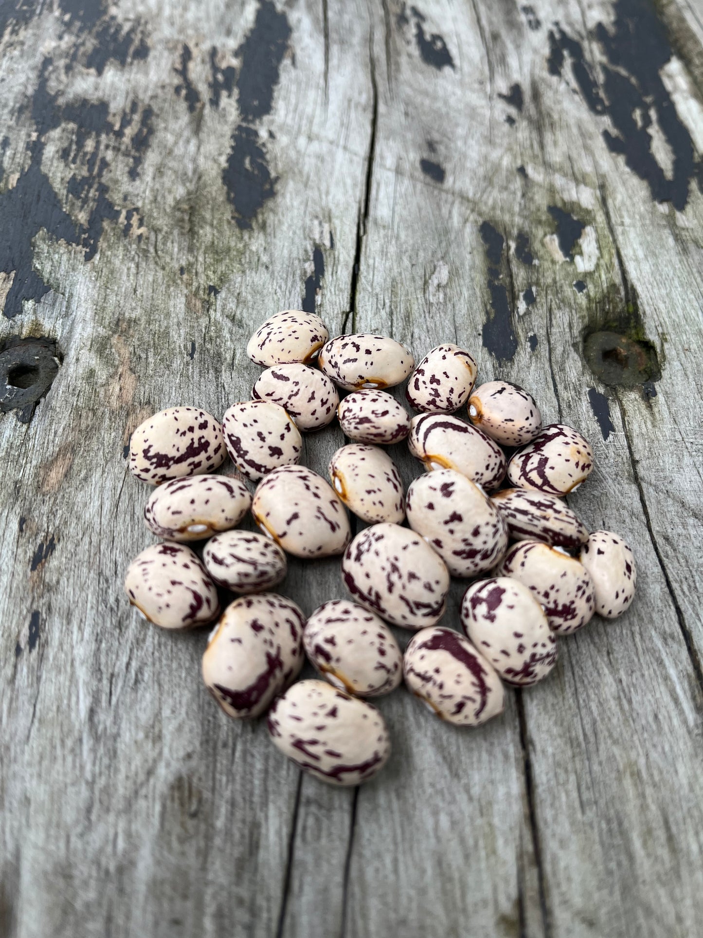 Climbing Beans - Speckled Cranberry