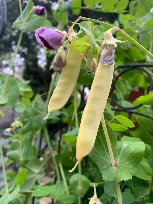 Peas - Golden Podded