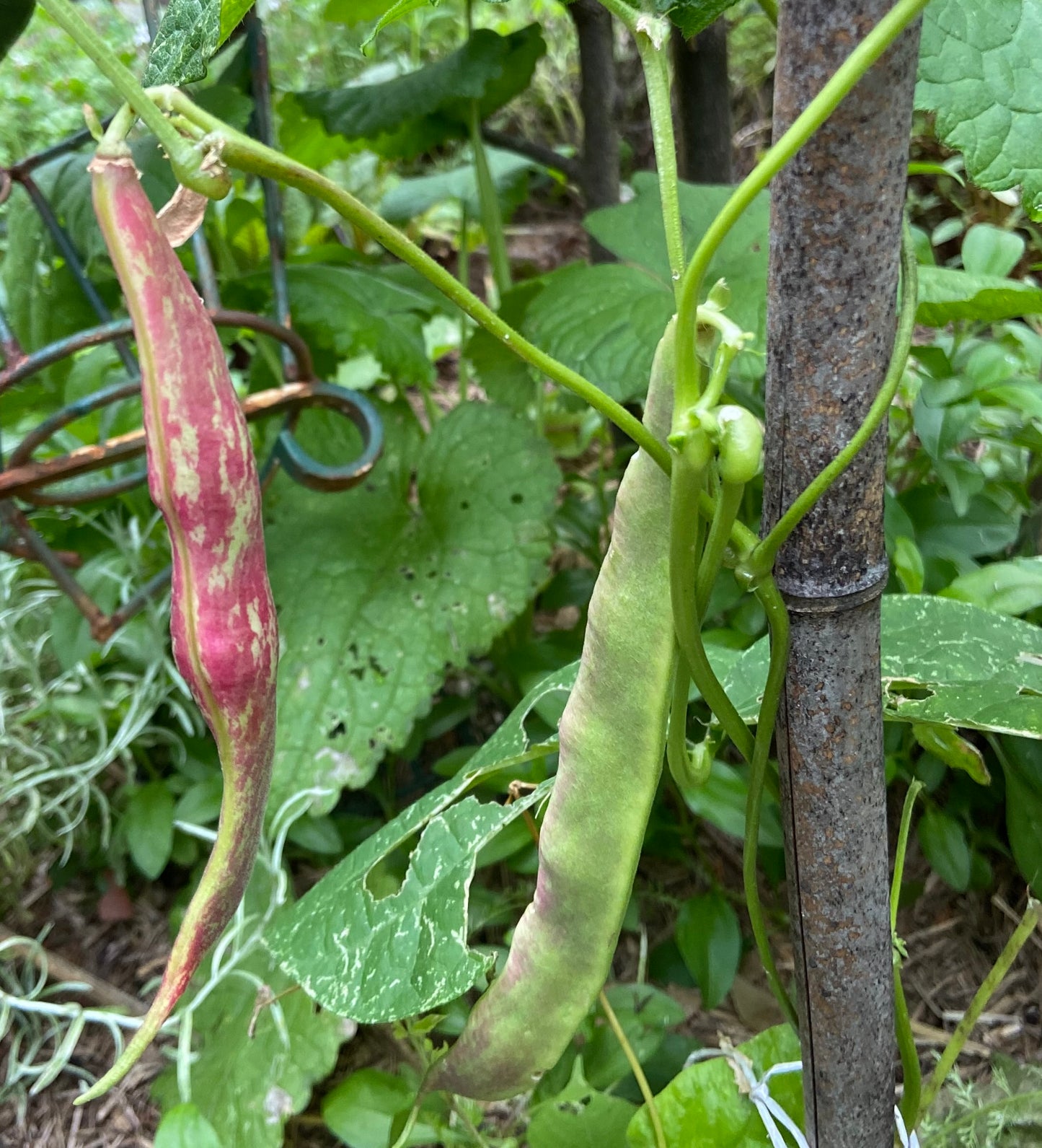 Climbing Beans - Tongue of Fire