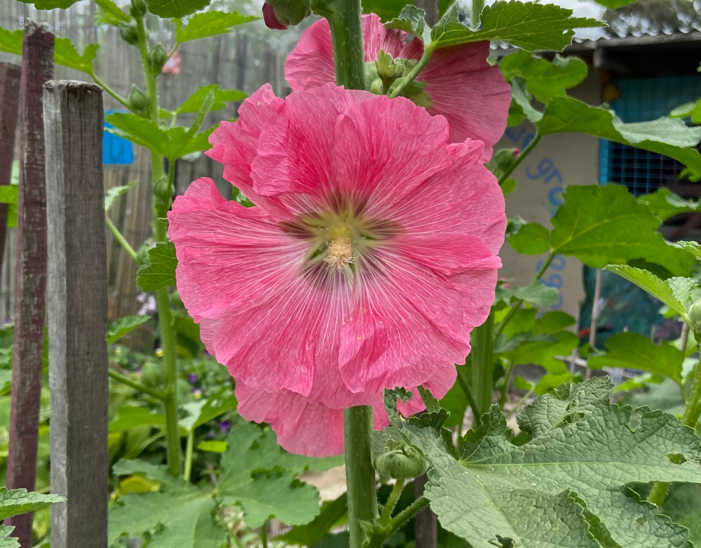 Hollyhocks - Mixed Colours