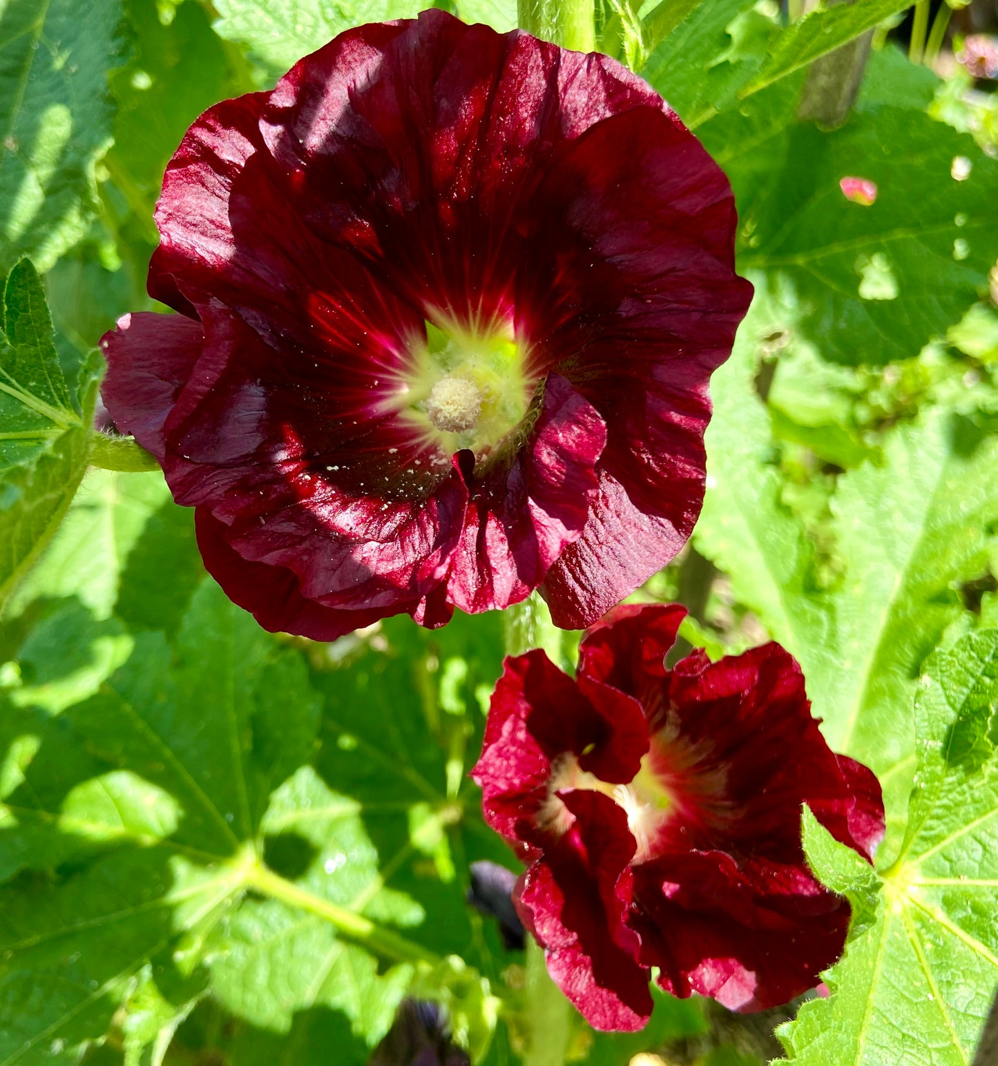 Hollyhocks - Mixed Colours