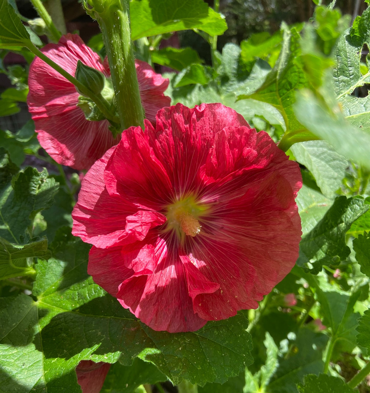 Hollyhocks - Mixed Colours