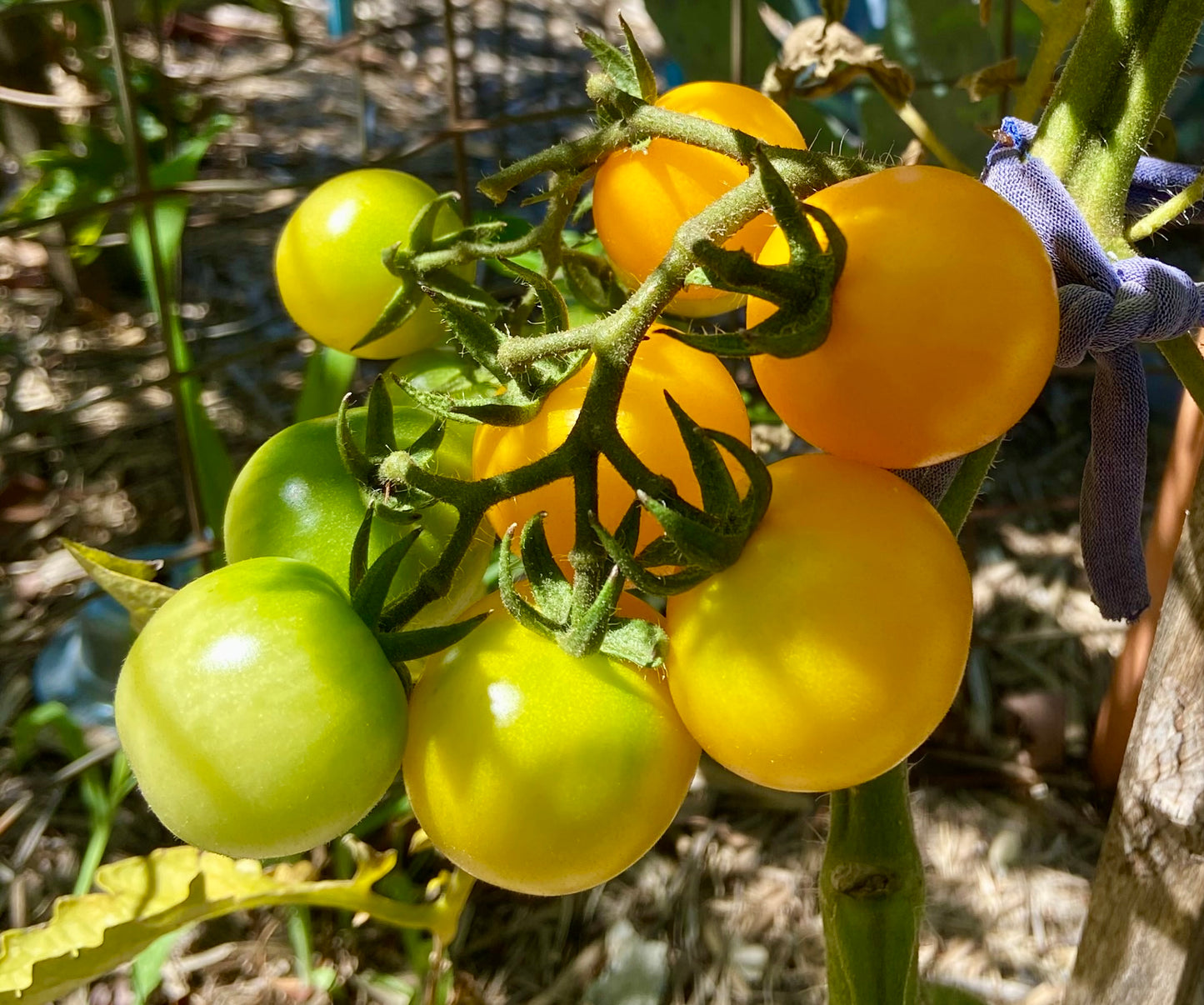 Tomato - Golden Sunrise