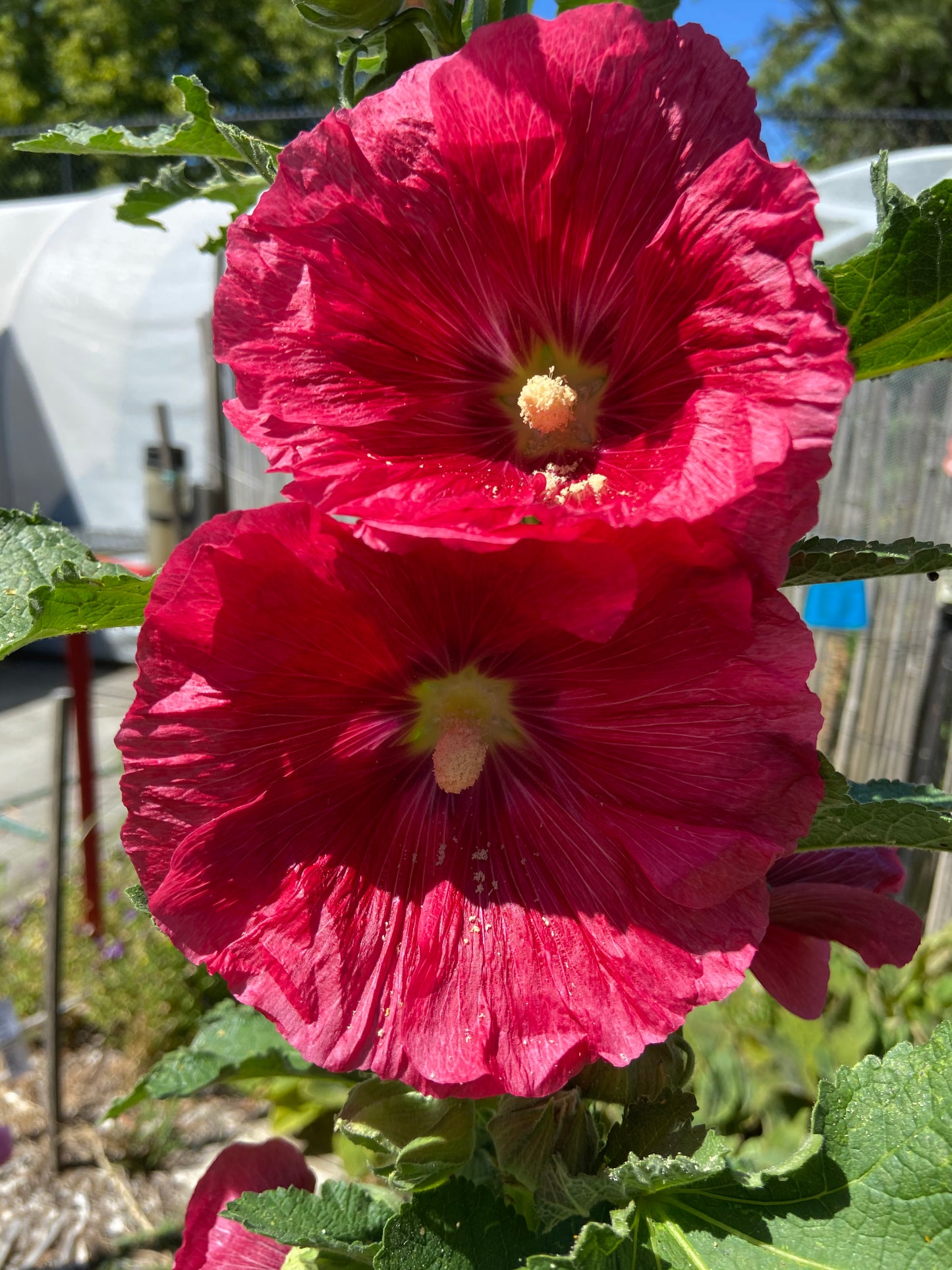 Hollyhocks - Mixed Colours