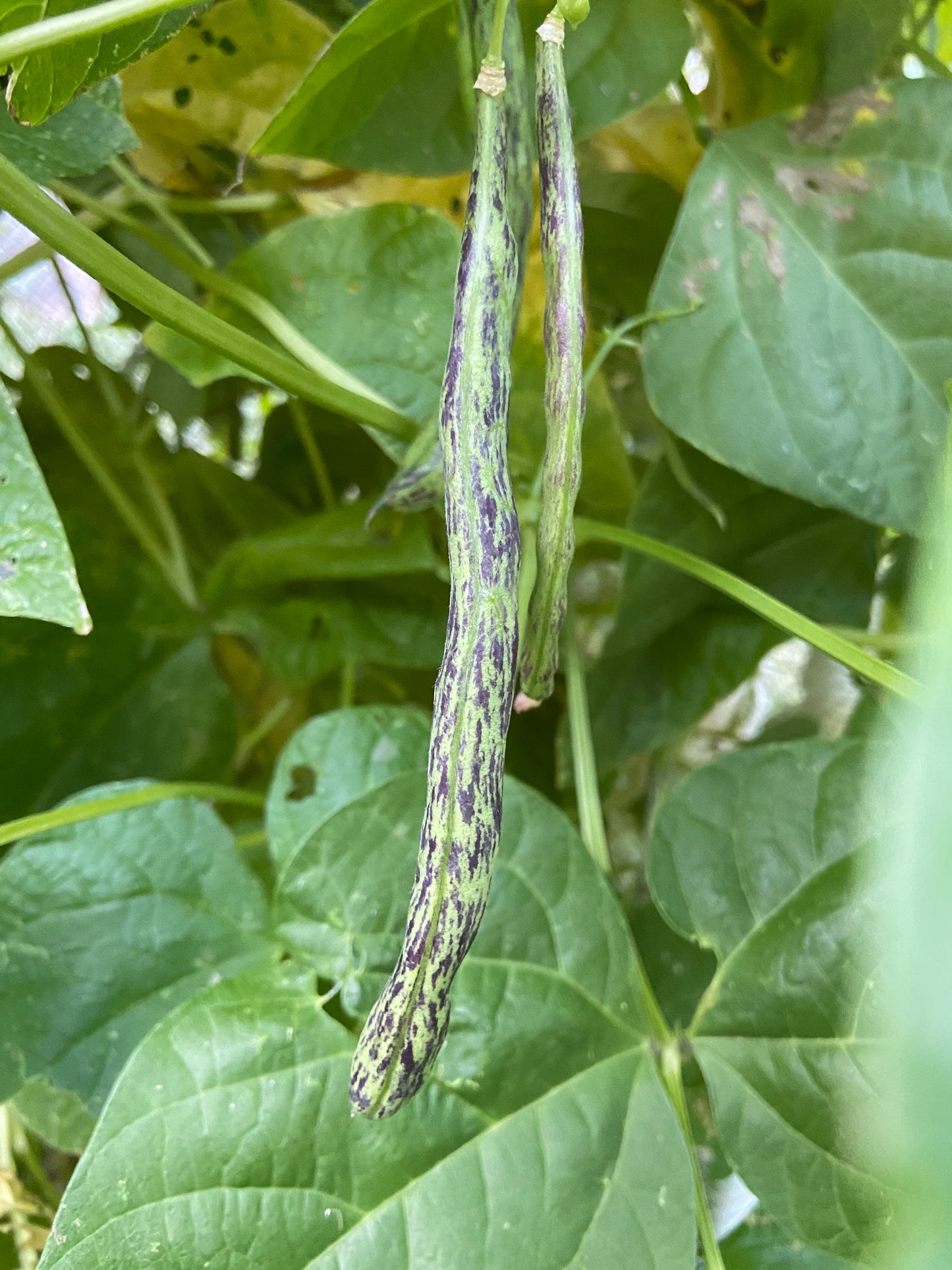 Climbing Beans - Rattlesnakes