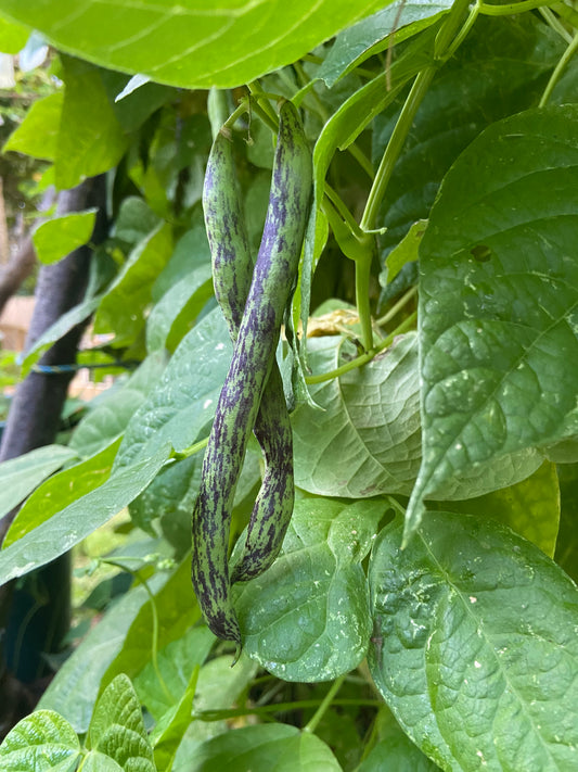 Climbing Beans - Rattlesnakes