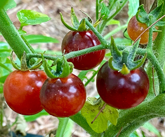 Tomato- Blue Berries