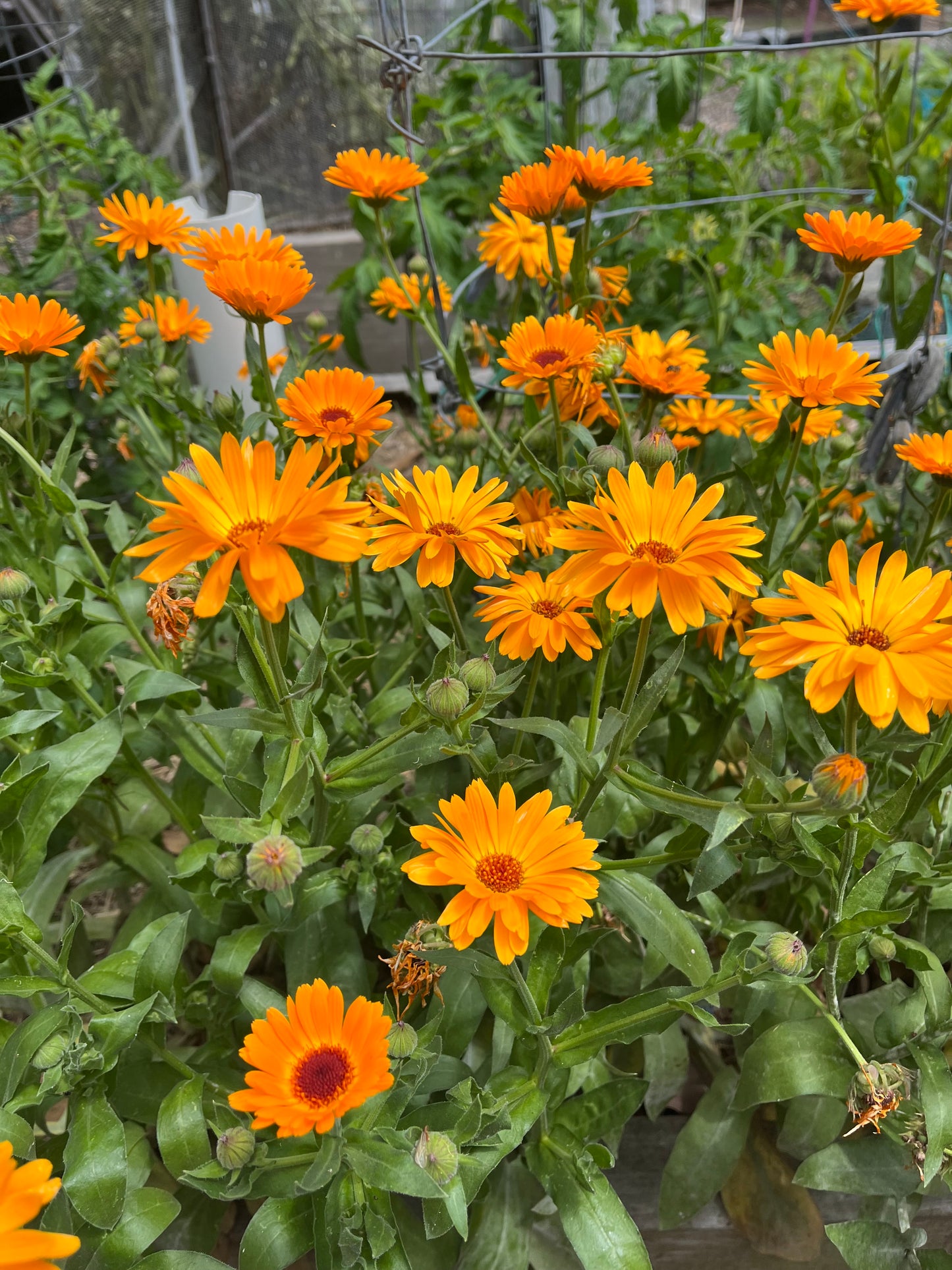 Calendula officinalis