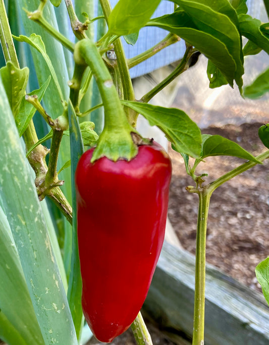 Chilli - Jalapeño