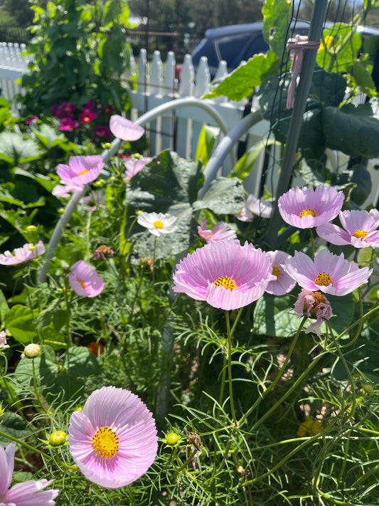 Cosmos- Cupcake Blush