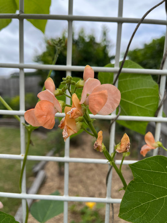 Runner Beans - Sunset