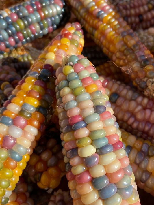 Corn- Rainbow Glass Gem