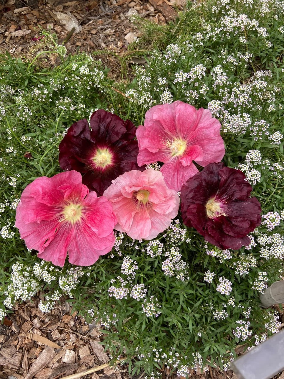 Hollyhocks - Mixed Colours