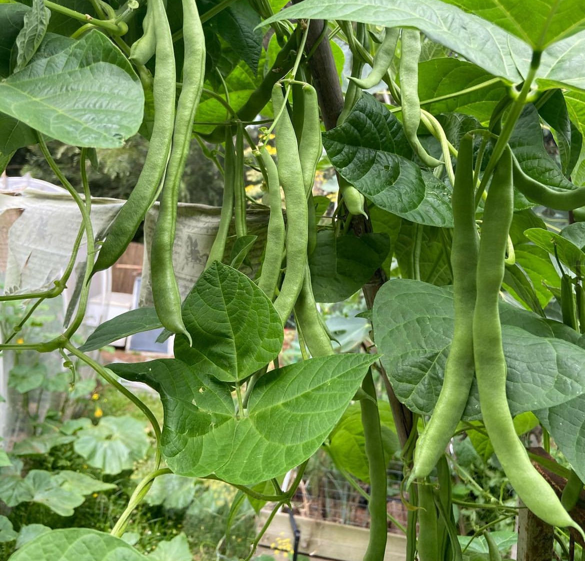 Climbing Beans - Cherokee Trail Of Tears