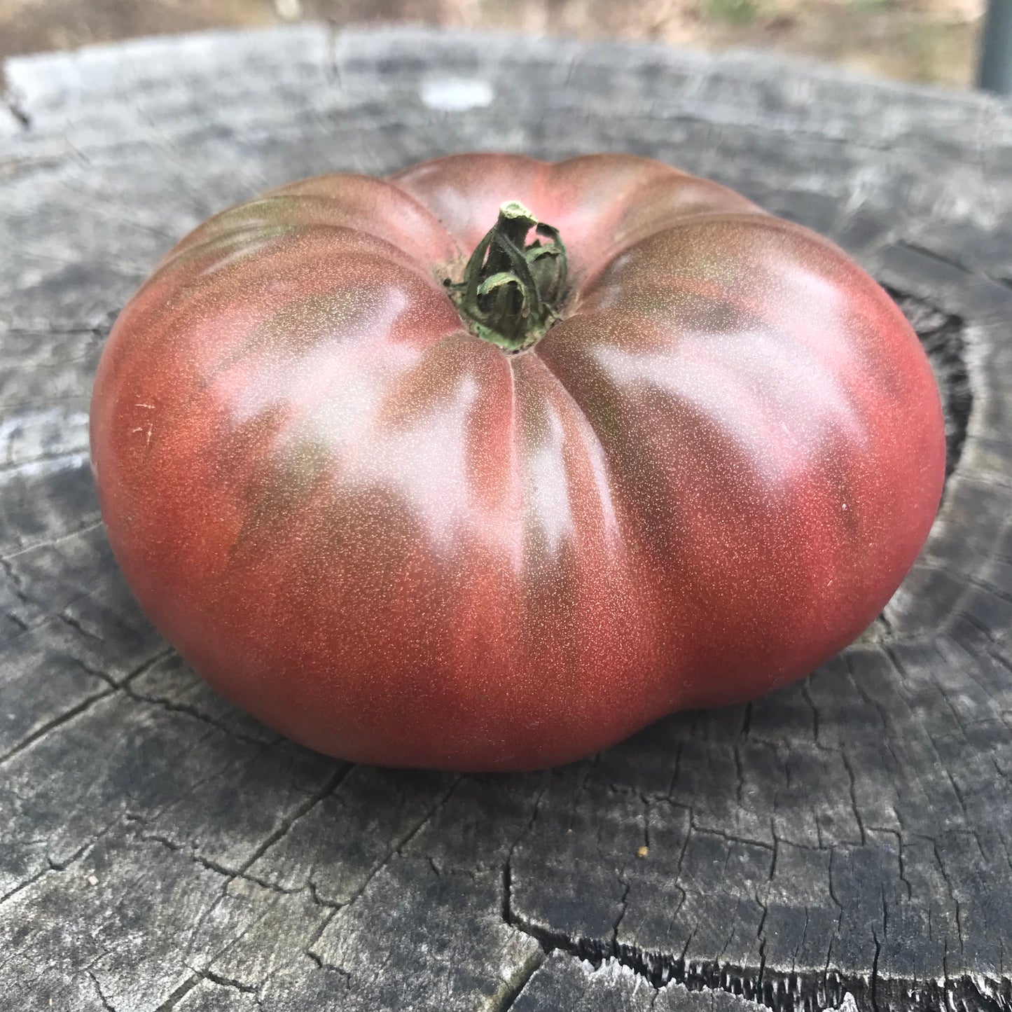 Tomato - Cherokee Purple