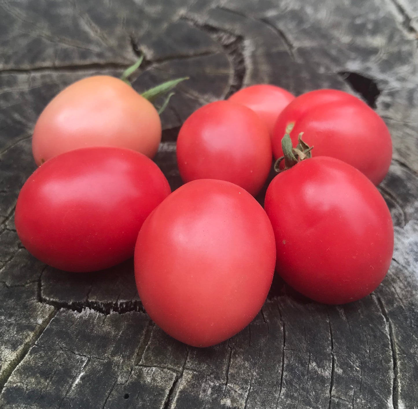 Tomato - Thai Pink Egg