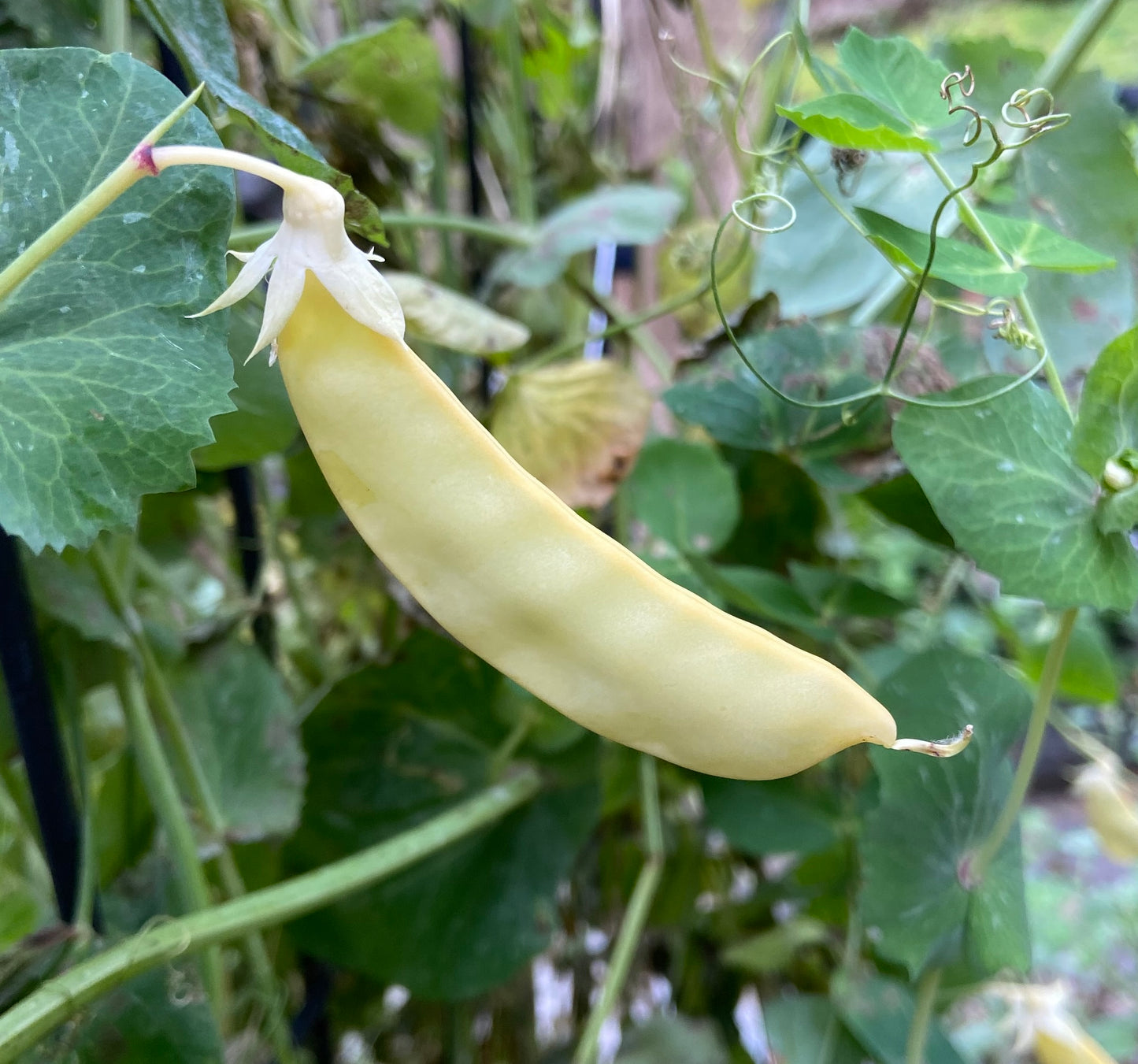 Peas - Golden Podded