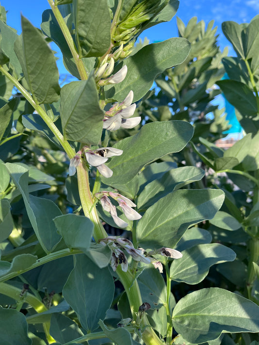 Broad Beans - Scarlet Cambridge