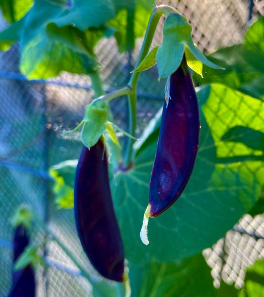 Snow Peas - Purple Podded