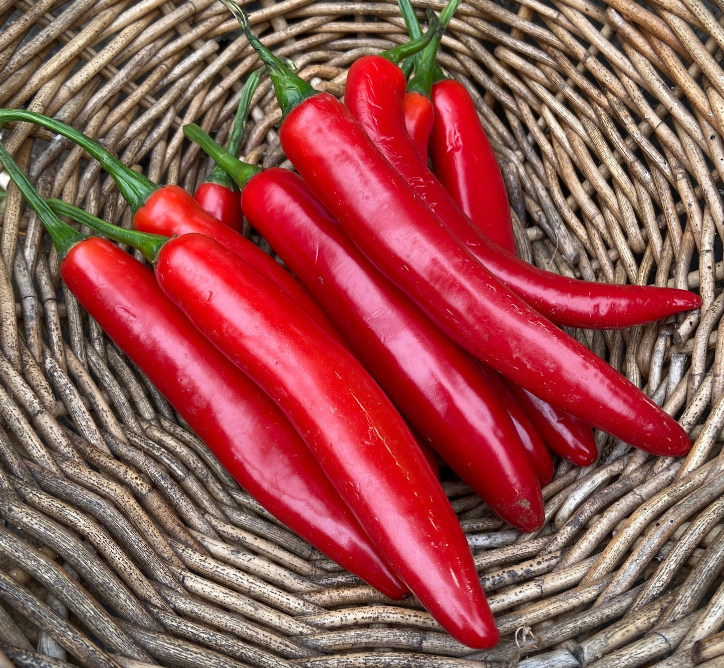 Chilli - Cayenne