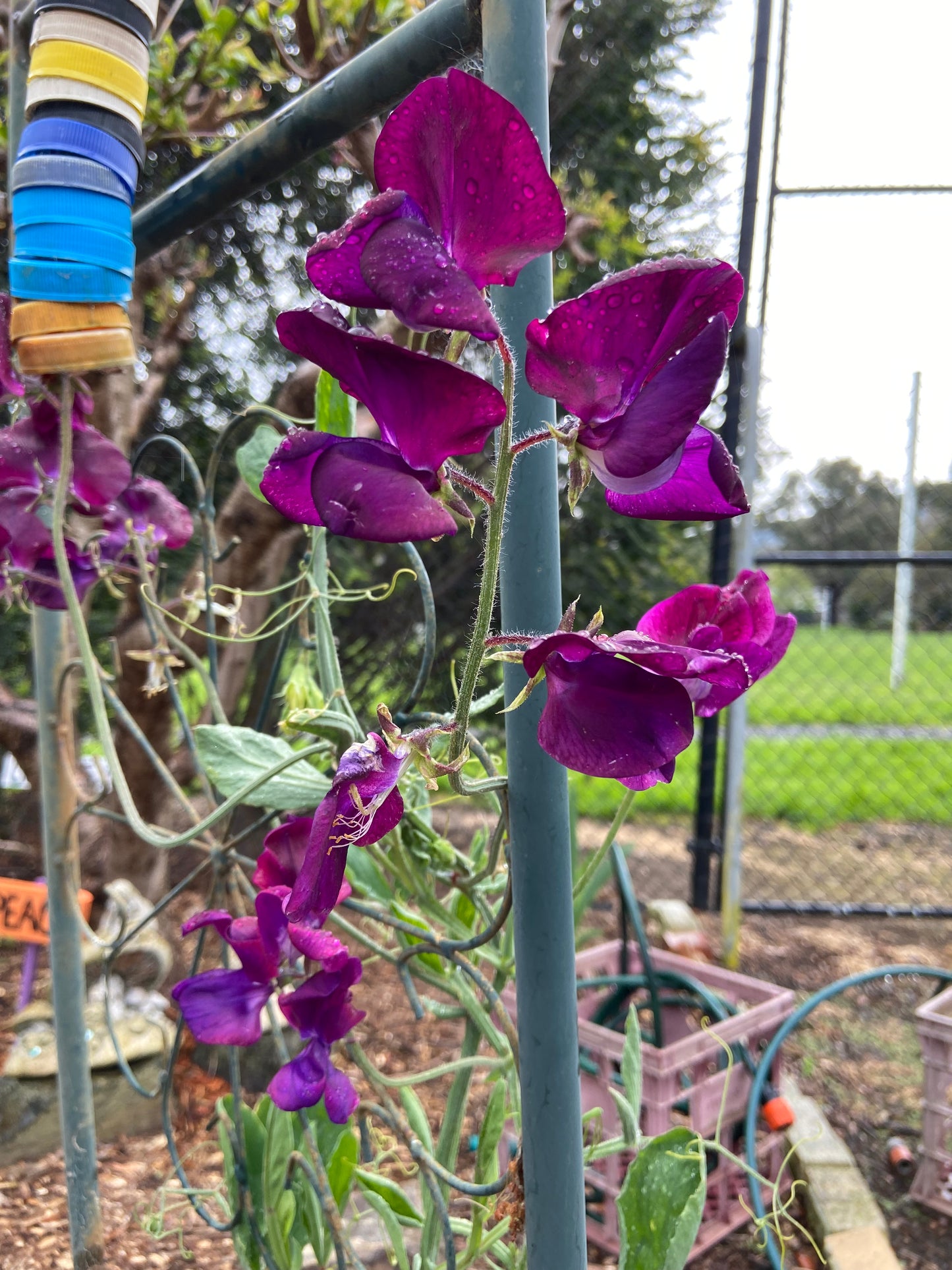 Sweet Peas - Zinfandel