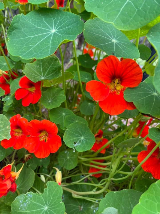 Nasturtium- Electric Orange