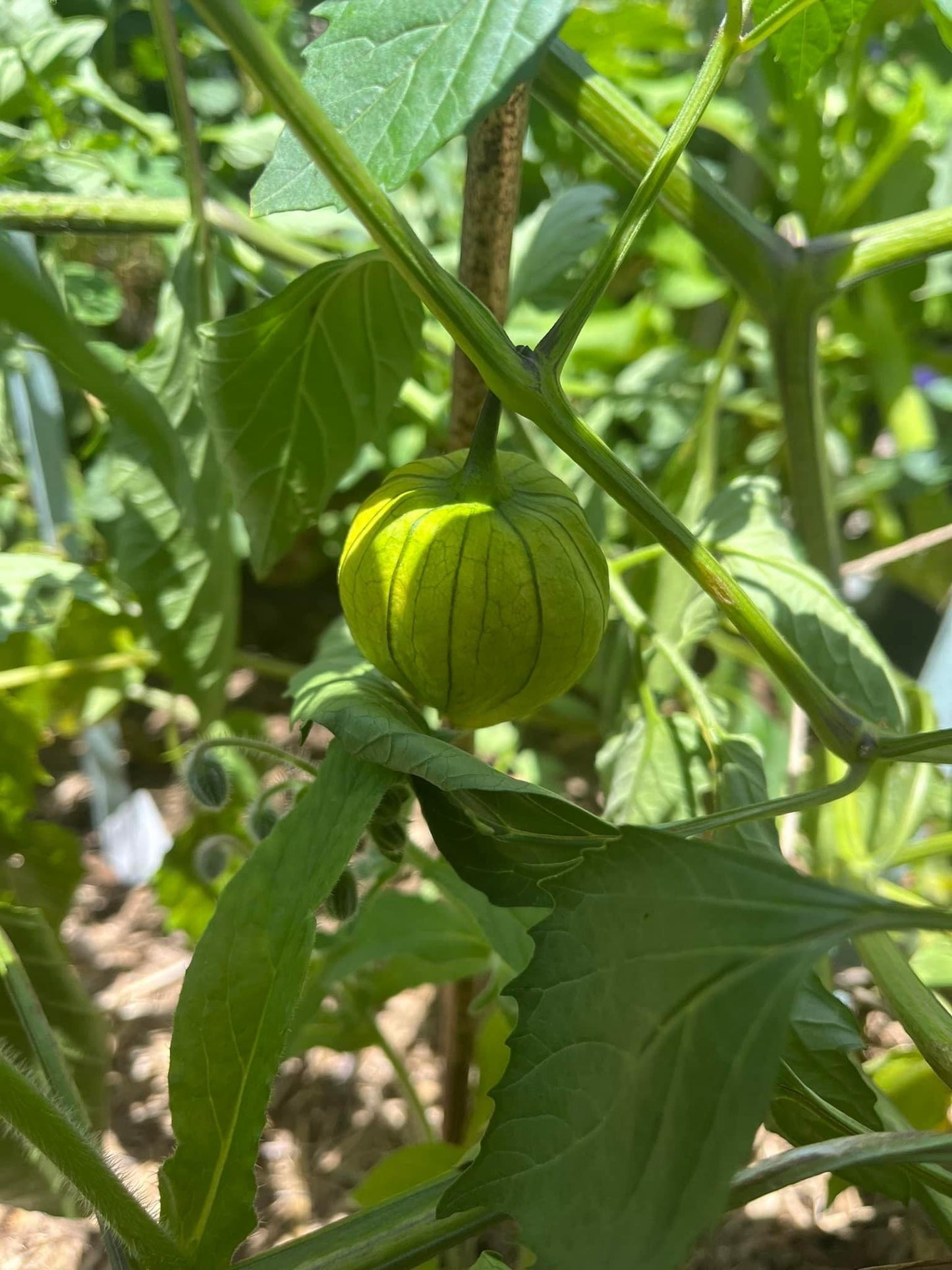 Tomatillio - Toma Verde